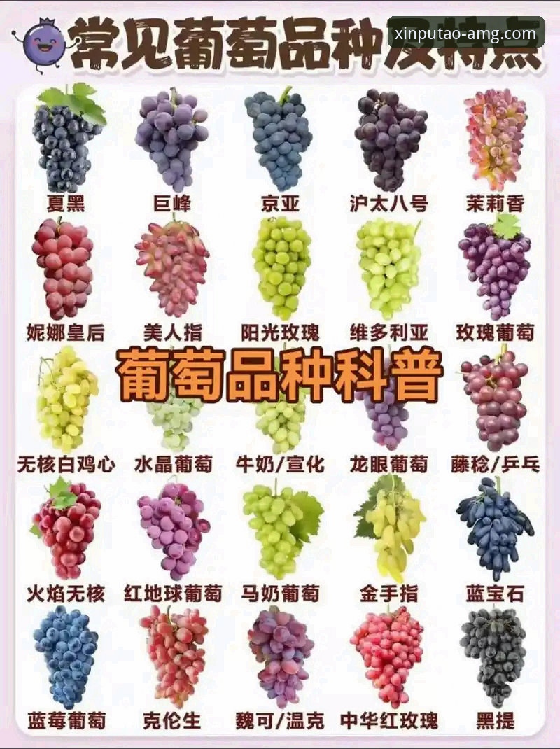 新葡萄最新版本下载实用指南：从入门到精通必备知识